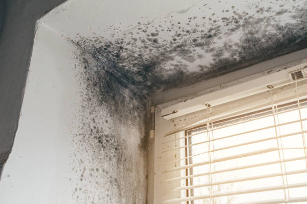 Affordable Crawl Space Mold Removal solutions in Henderson, NC