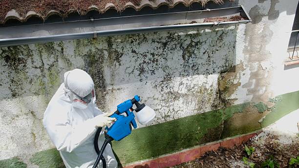 Top rated local Crawl Space Mold Removal specialists in Henderson, NC